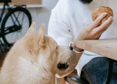 hill’s gastrointestinal biome wet dog food feeding guide